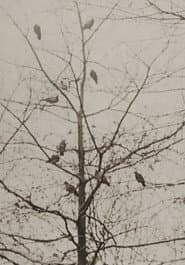 The Aviary poster