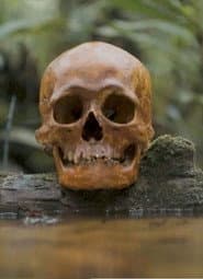 A Skull poster