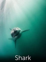 Shark: Beneath the Surface poster